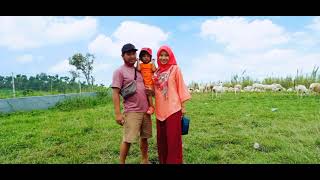 Serunya Bermain Bersama Domba Dan Sapi Di Bukit Manggala (New Zealandnya Indonesia)