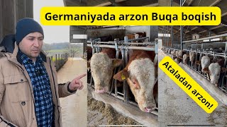 Germaniyada BUQA boqish #idealagrar #simmental #farming #ozuqa