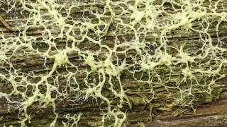 Fuligo septica - 34 minutes in the life of a slime mold