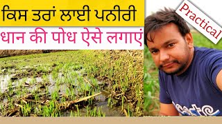 ਮੈਂ ਪਨੀਰੀ ਕਿਵੇਂ ਬੀਜੀ ਪੂਰੀ ਵੀਡੀਉ ਦੇਖਿਓ How does the paddy nursery germinate.