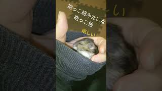 赤ちゃんみたいなハムスター　ジャンガリアンハムスター　懐き過ぎて可愛すぎ　癒やし