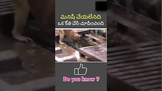 ఒక కోతి చేసిన పనికి దేశమంతా సలాం కొట్టారు #shorts | monkey did saved other monkey life | True story