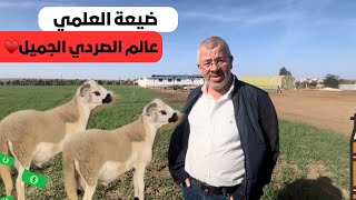 كساب جديد ضيعة العلمي بولاد سعيد