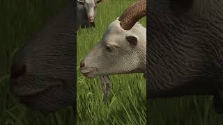 Megjöttek a Kecskék - Farming Simulator 25 #gaming #shortvideo #shorts