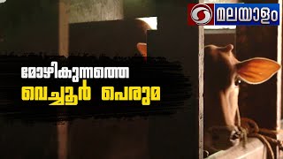 മോഴിക്കുന്നത്തെ വെച്ചൂർപെരുമ|MOYIKUNNATHE VECHOOR PERUMA