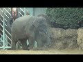 アジアゾウ🐘🐘　ママ、クリスマスのプレゼント🎁ちょうだい！😄　上野動物園　2023年12月24日