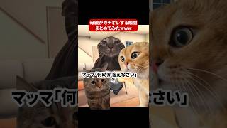 母親がブチギレてしまった瞬間まとめてみた　#猫ミーム #猫マニ #社畜