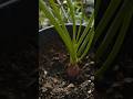 Spring Onion growing and harvesting #shorts #gardening #onion