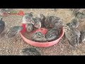 காடை வளர்ப்பு முறை a to z quail farming kaadai காடை வளர்ப்பு