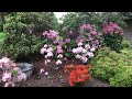 姹紫嫣红杜鹃花 杜鹃公园杜鹃花正盛放中 brueckner rhododendron garden peak blooming time