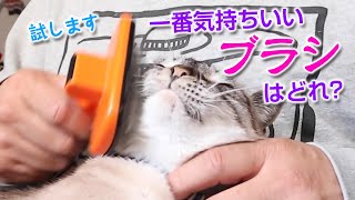 ジャンくんの猫ブラシお試し中！気持ちいいのはどれ？【Jean \u0026 Pont 3728】2024/12/25　保護猫ジャンけんポン