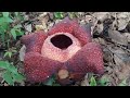 rafflesia ～ first seen the largest flower in the world 第一次看到莱佛士花 大王花 世界上最大的花 rafflesia keithii