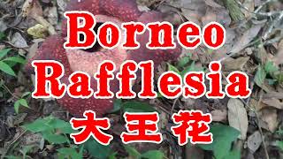 Rafflesia ～ First seen the Largest Flower in the world  第一次看到莱佛士花/大王花/世界上最大的花 #Rafflesia keithii