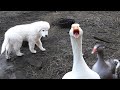 Puppy vs. Geese