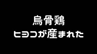 烏骨鶏のヒヨコが産まれてた件w