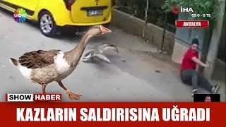 Bahçede kazların saldırısına uğradı