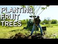 Planting Fruit Trees | Tree Food Plots