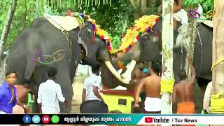 🔴 Thrissur. Muttichur Ayyappankav - Fighting between elephants.