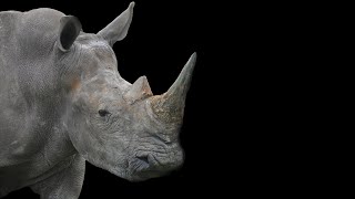 African Rhino Sound Effect HD