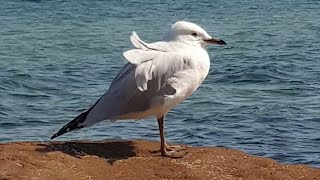 Silver gull