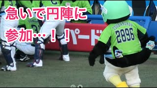 つば九郎、急いで円陣に参加する…！【今日の一言 別角度VER】