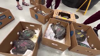 Nearly two dozen cold-stunned sea turtles rehabilitated in Gulfport