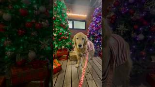 クリスマス犬 #ゴールデンレトリバー #レトリバー #わんこ #犬のいる暮らし　#いぬ  #金毛 #animals  #goldenretriever　#dog #クリスマス