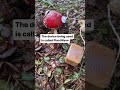 mushroom music with an amanita muscaria mushroom using a plantwave device