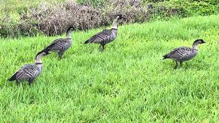 Nēnē at Hanalei NWR 8-08-23