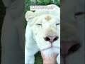 this kind family adopted an orphaned white lion and then this happened animalrescue