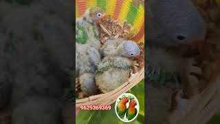 African love birds hand feeding chicks available | Uzhavan birds farm tirupur | 9629369369