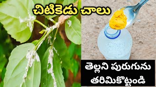 మందార మొక్కపై పురుగులను మాయం |hibiscus plant care| summer flowering plants #pestcontrol #how #plants