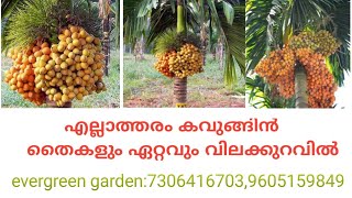 arecanut plants malayalam