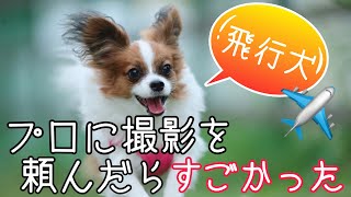 お台場ドックリゾート【飛行犬】プロ カメラマンの撮影はすごかった🎵2020年 パピヨン 8ヵ月記念❤️