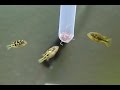 How to: Make your own live worm feeder for fish How to: Make your own live worm feeder for fish