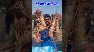 Tigers prawns 10 kgs 🦐టెక్కలి కి కొరియర్ పంపించా | #tigerprawns #beachboynaidu #seafood #prawns