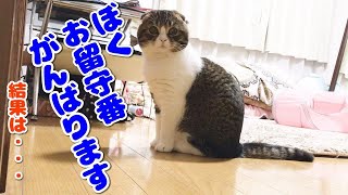 飼い主の外出中、猫は何をしているのか検証します【スコティッシュフォールド】【Scottish Fold】