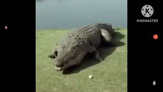 Crocodile exploding