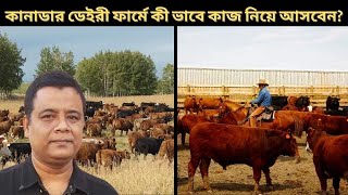 কানাডার ডেইরী ফার্মে কী ভাবে কাজ নিয়ে আসবেন । Beef Farm Job Canada