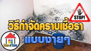 วิธีกำจัดคราบเชื้อราบนผนัง | Home of Know