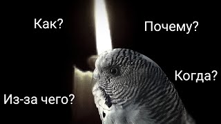 От чего умер попугай Шухер? Что за болезнь. Когда и где.