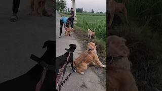 Dog fight ho jati aaj||desi dog k sath fight #fighting #dogfight#reels#pitbull #viralreel#viralreels