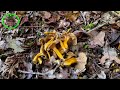 เก็บเห็ดดำขาเหลือง แตรขาเหลือง winter chanterelle อังกฤษ uk 🇬🇧