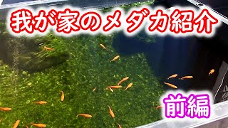 【めだか】我が家のメダカ紹介　前編