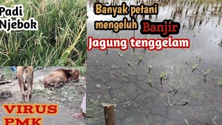 Petani banyak mengeluh..!! Tanaman kebanjiran. Sapi kena Virus Padi njebok!!!!!