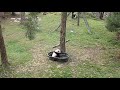 pandastory cub in a tub