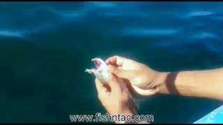 سرمئی کے لئے بانگڑے کی چھٹ Karachi Fishing | Chum Scad Mackerel | Drift Fishing |  Charna Island