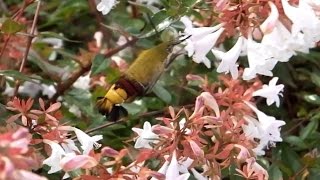 アベリアの蜜を吸うオオスカシバのホバリング ~サーフモンキーTV