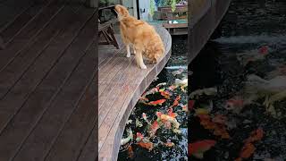 DAKI  អូនអោយចំណីត្រី   #lyrics #goldenretriever #funny