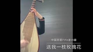 中国琵琶演奏「送我一枝玫瑰花／あなたが私にバラの花をくれた」